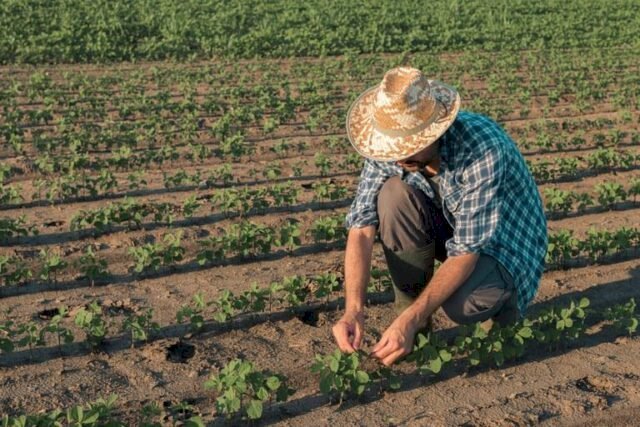 Dia do Agricultor: profissionais do campo que produzem riquezas