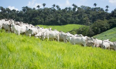Rebanho bovino goiano bate novo recorde e chega a 24,4 milhões de cabeças