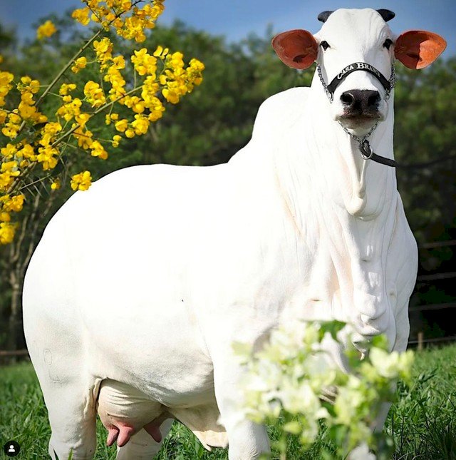 Vaca brasileira se torna a mais cara do mundo ao atingir R$ 24 milhões em leilão no Paraná